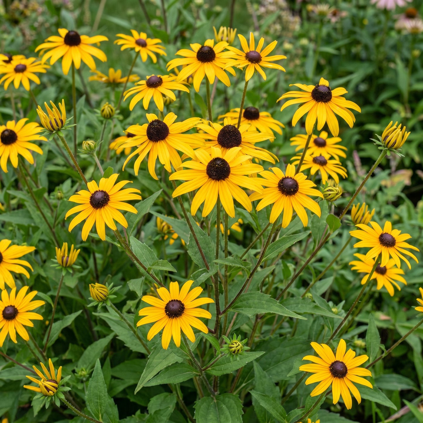 Rudbeckia fulgida 'Goldsturm' aux fleurs jaune éclatant avec cœur brun, créant une touche de couleur dans un jardin verdoyant.