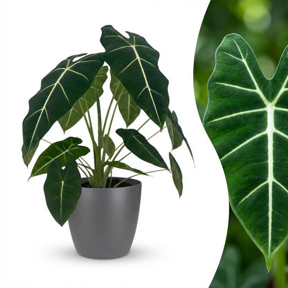 Plante d'intérieur - Oreille d'éléphant - Alocasia Frydek - Vert - Entretien facile - 1 Plante - avec Potter Gris - Pot 19cm - Hauteur 60cm