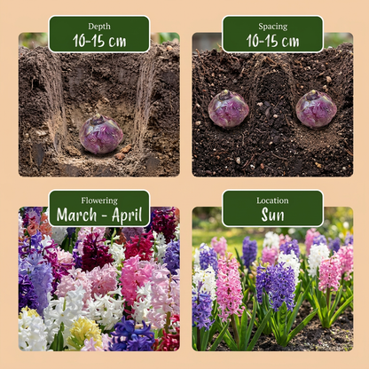 Guide de plantation des bulbes de jacinthe, avec illustrations de profondeur, espacement, floraison et exposition au soleil.