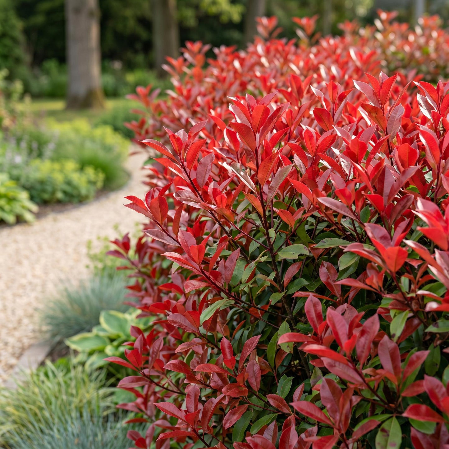 Photinia fraseri Red Robin, glansmispel, haie aux feuilles rouges vives en situation de jardin, avec un chemin de gravier.