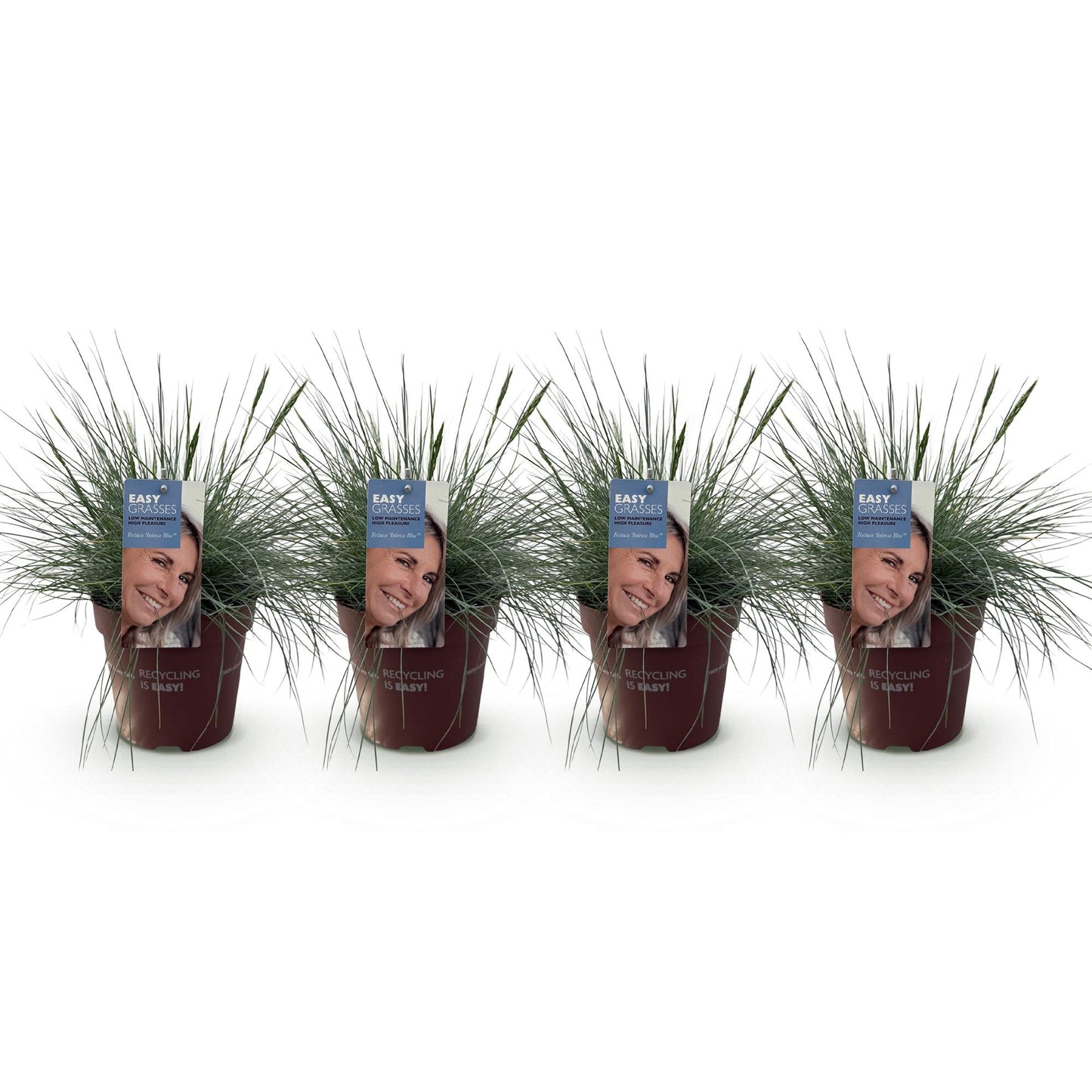 Festuca glauca Intense Blue. Quatre plants de Fétuque bleue en pots alignés sur fond blanc, avec des étiquettes affichant un visage souriant