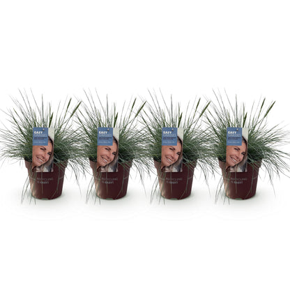 Festuca glauca Intense Blue. Quatre plants de Fétuque bleue en pots alignés sur fond blanc, avec des étiquettes affichant un visage souriant