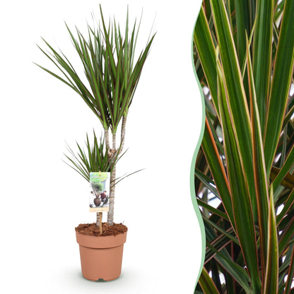 Dracaena Marginata plante d'intérieur en pot 17cm, hauteur 70-80cm, feuilles vert bordeaux effilées