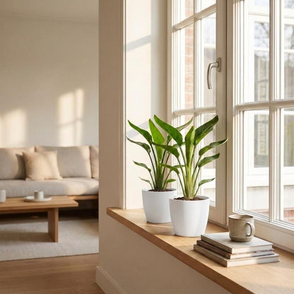 Deux jeunes plants de Strelitzia Reginea - Oiseau de paradis avec de grandes feuilles vertes, dans des pots blancs modernes sur un rebord