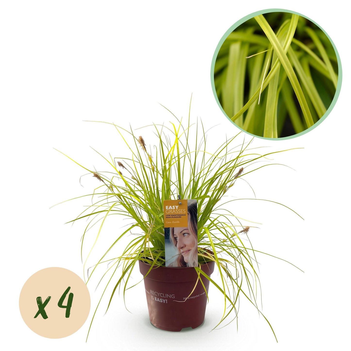 Carex oshimensis Everillo jaune en pot sur fond blanc, avec une bulle "x4" pour indiquer la quantité et un gros plan du feuillage.