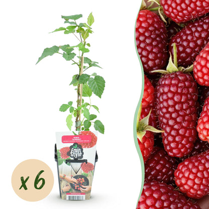 Rubus Tayberry : Jeune plant en pot avec une pastille indiquant « x 6 », et des tayberries rouges juteuses et mûres.