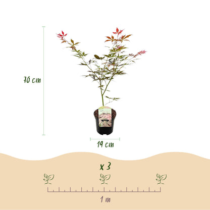 Érable japonais Acer palmatum Sumi-nagashi, en pot de 19 cm, hauteur 70 cm, et un espacement conseillé de 1 m pour la plantation.