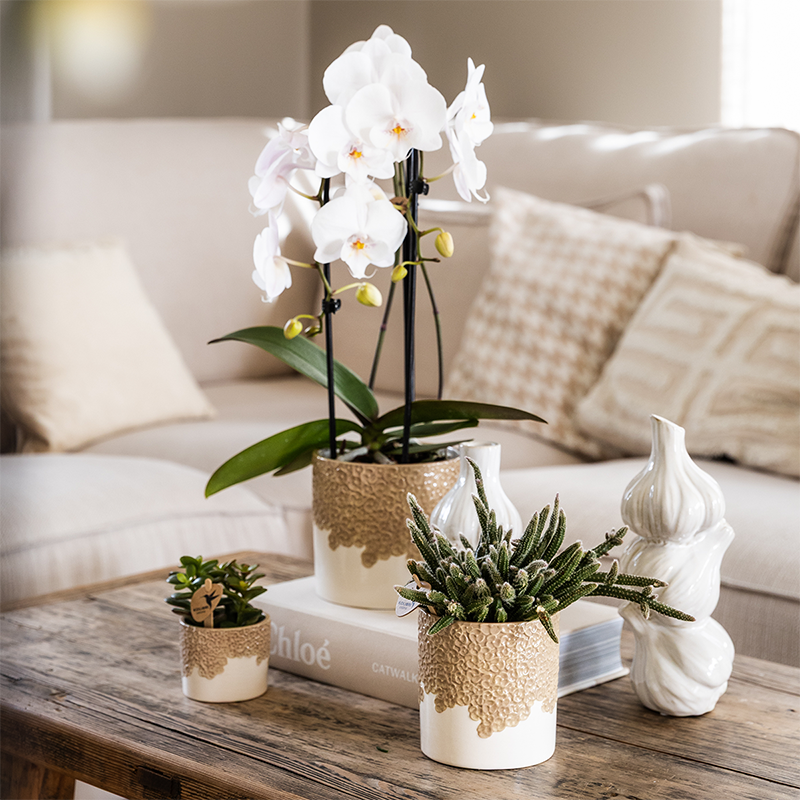 Lot de 3 cache-pots céramique en relief floral - sable (6, 9 et 12 cm)