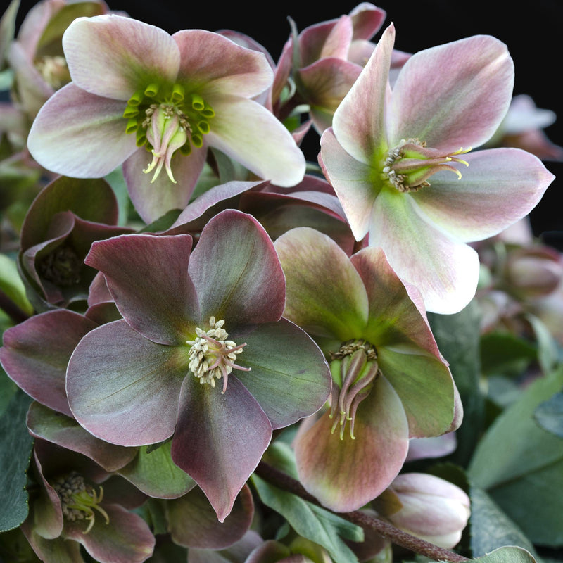 Hellébore 'Angel Glow' (Helleborus x ericsmithii) - vivace à floraison hivernale - Pot 19 cm - Hauteur 50 cm