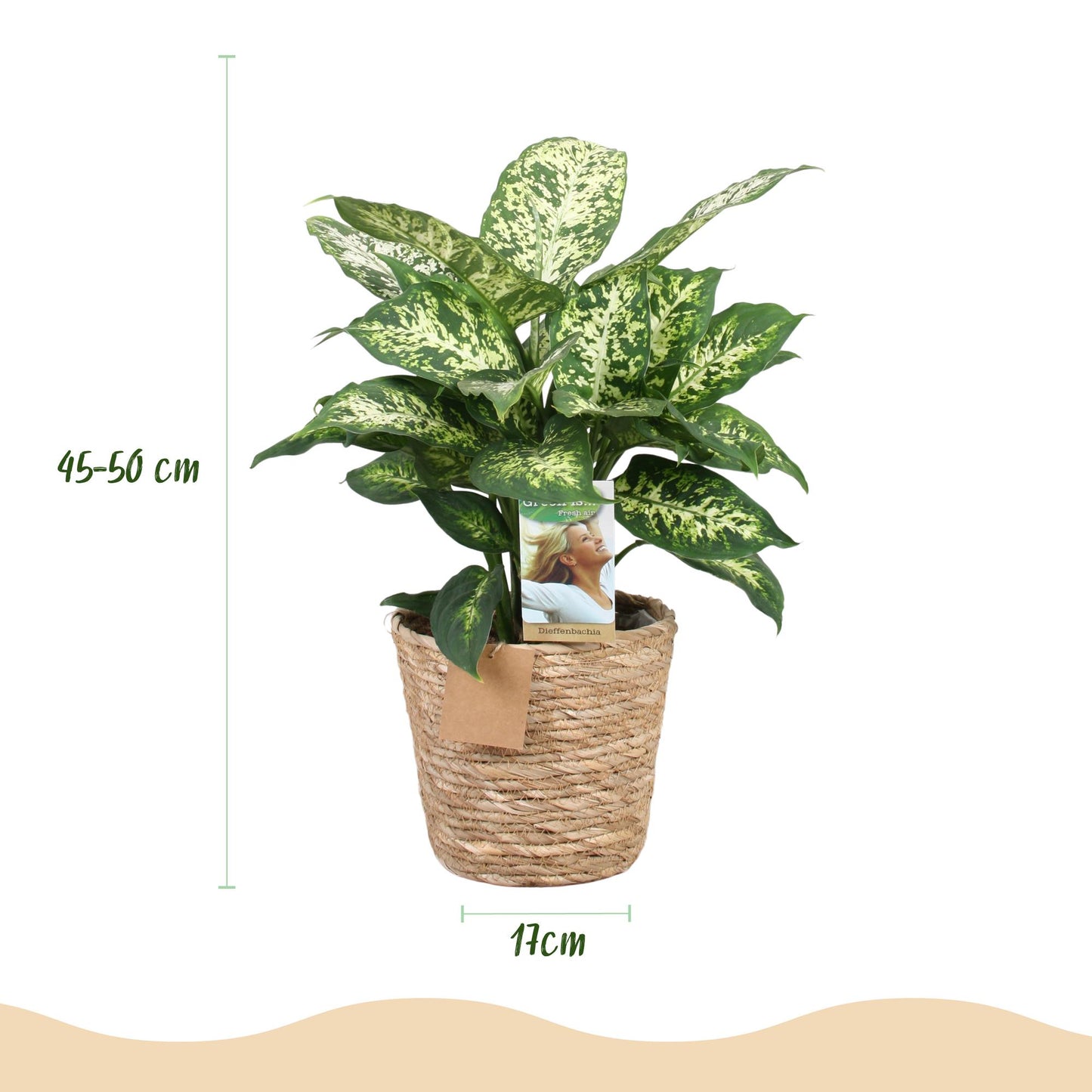 Plantes d'intérieur - Dieffenbachia Compacta - Dieffenbachia - Peu d'entretien - avec panier - Panaché - 1 Plante - Pot 17cm - Hauteur 45-50cm