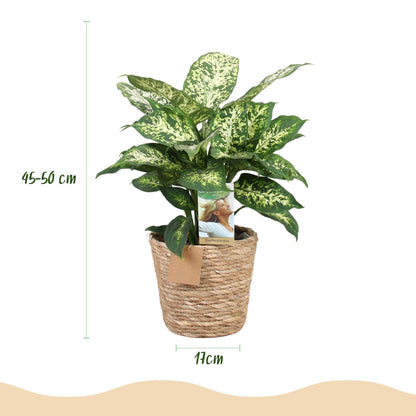 Plantes d'intérieur - Dieffenbachia Compacta - Dieffenbachia - Peu d'entretien - avec panier - Panaché - 1 Plante - Pot 17cm - Hauteur 45-50cm