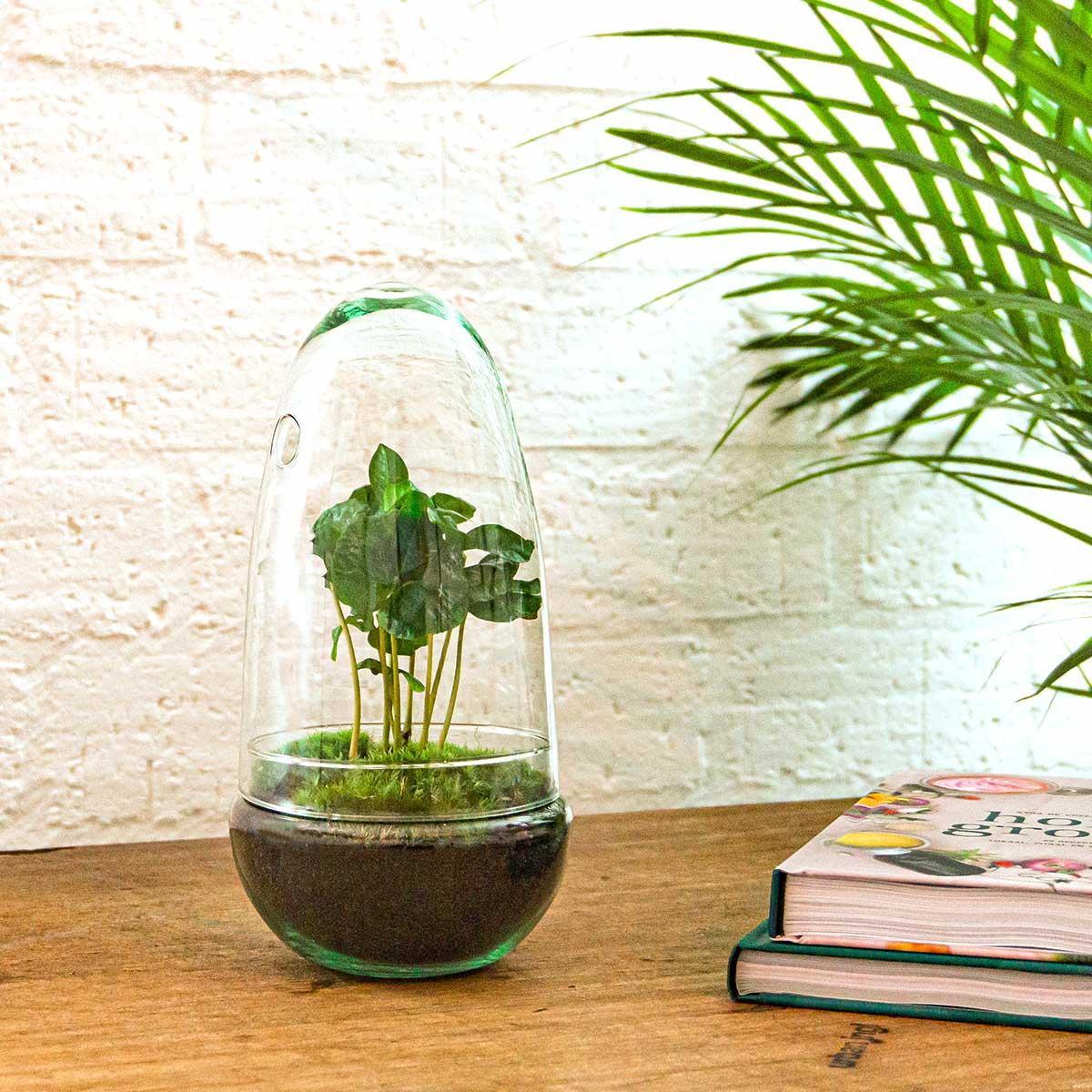 Kit terrarium en forme d'œuf avec caféier (Coffea arabica), bocal en verre hauteur 25 cm