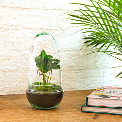 Kit terrarium en forme d'œuf avec caféier (Coffea arabica), bocal en verre hauteur 25 cm