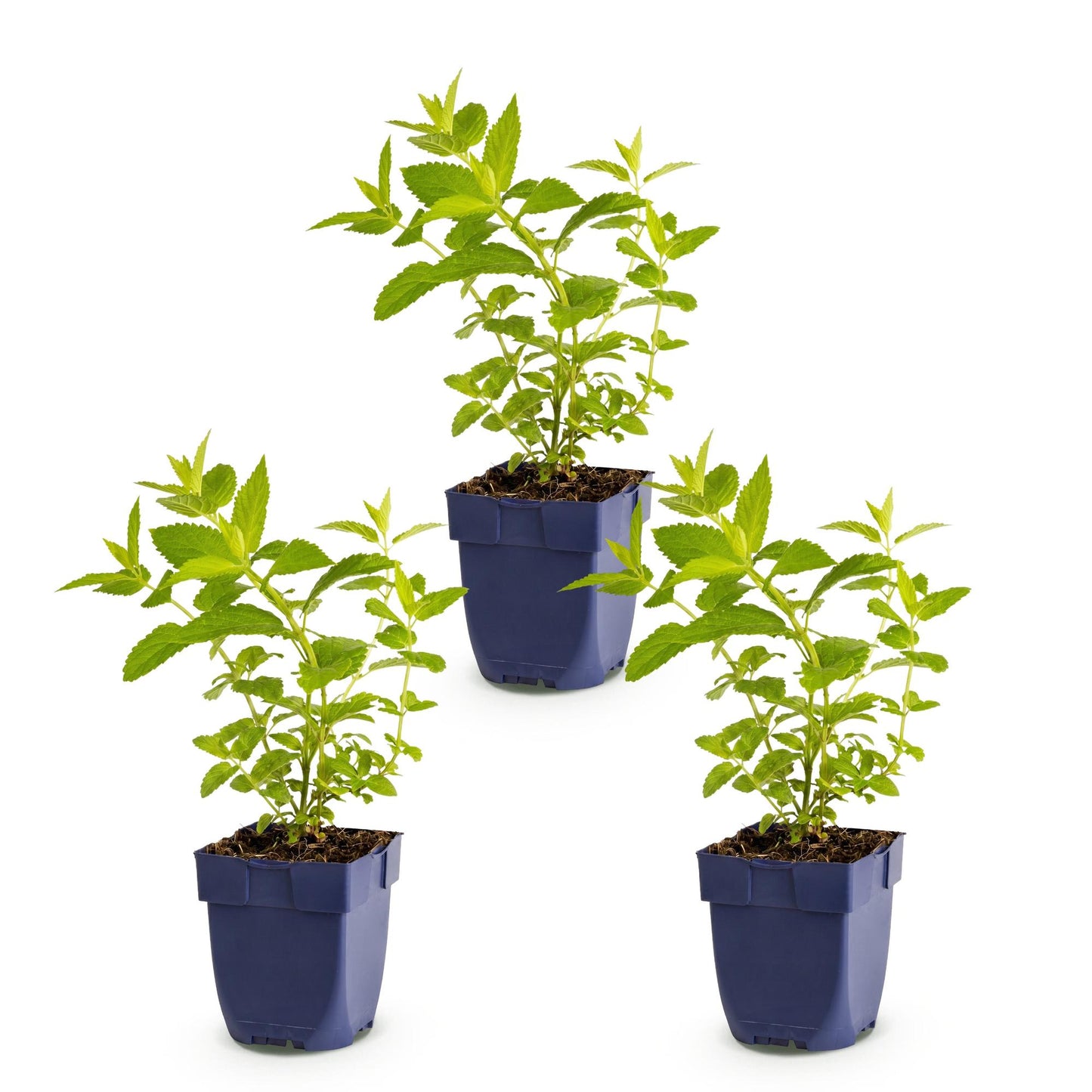 Nepeta sib. Wild Orchid : trois jeunes plants d'herbe à chat en pots bleus, avec feuillage vert vif, sur fond blanc uni, prêts à être planté