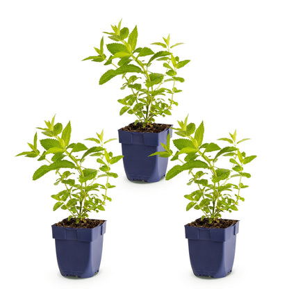 Nepeta sib. Wild Orchid : trois jeunes plants d'herbe à chat en pots bleus, avec feuillage vert vif, sur fond blanc uni, prêts à être planté