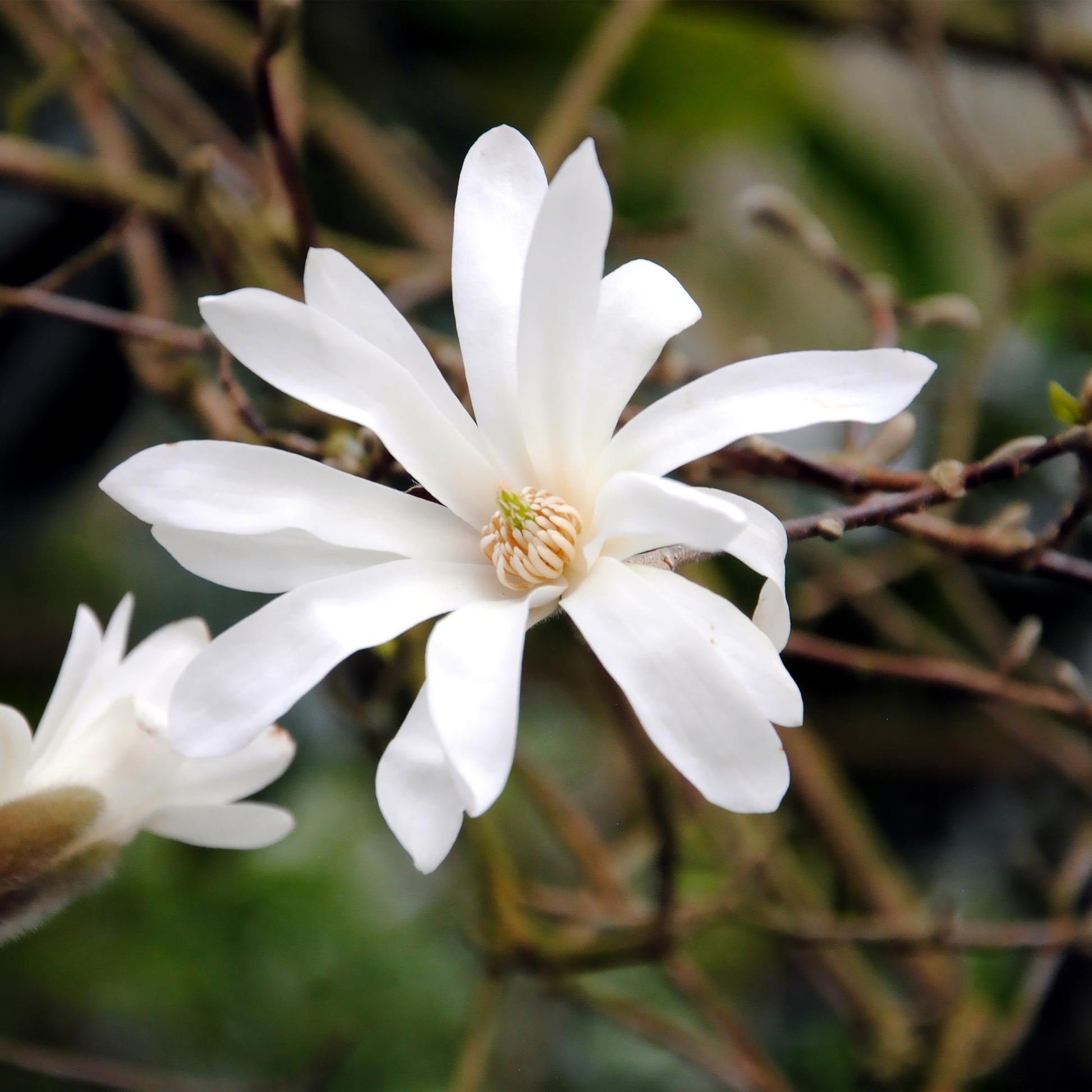 Magnolia Soulangiana, gros plan d'une fleur blanche éclatante avec un cœur délicat, entourée de branches nues en arrière-plan.