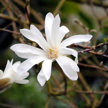 Magnolia Soulangiana, gros plan d'une fleur blanche éclatante avec un cœur délicat, entourée de branches nues en arrière-plan.