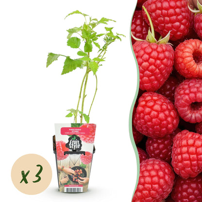 Framboise Rubus idaeus Ottawa en pot. Lot de 3 jeunes plants, avec une photo de framboises rouges fraîches à droite.