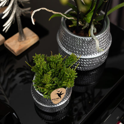 Orchidée Phalaenopsis blanche en pot