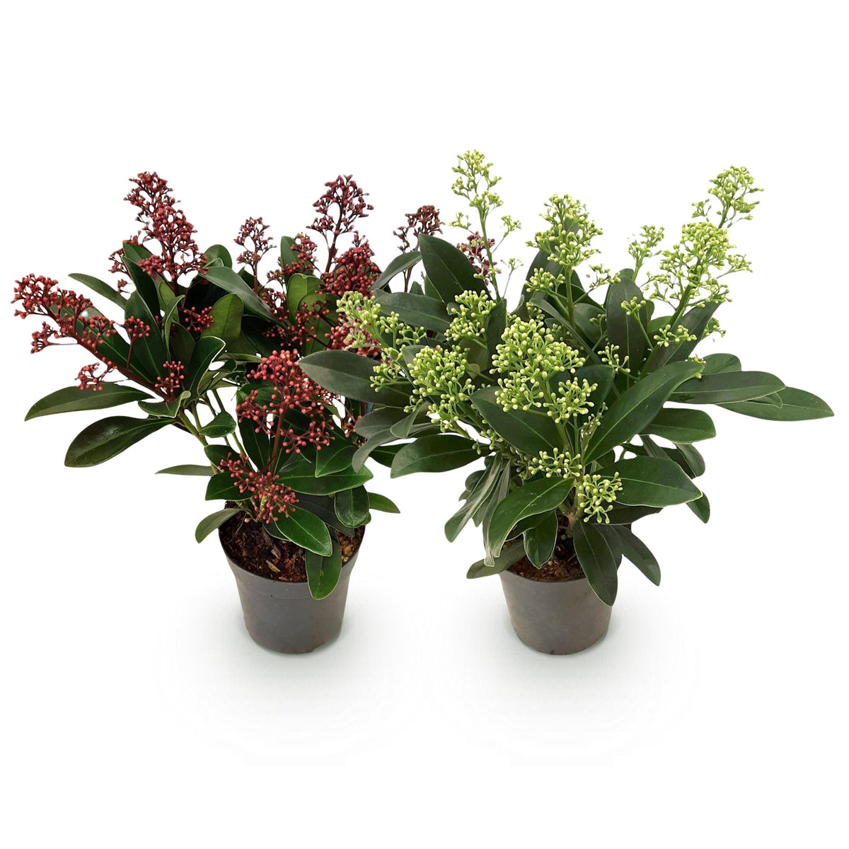 Skimmias en duo - lot de 2 plants en pot de 10,5 cm