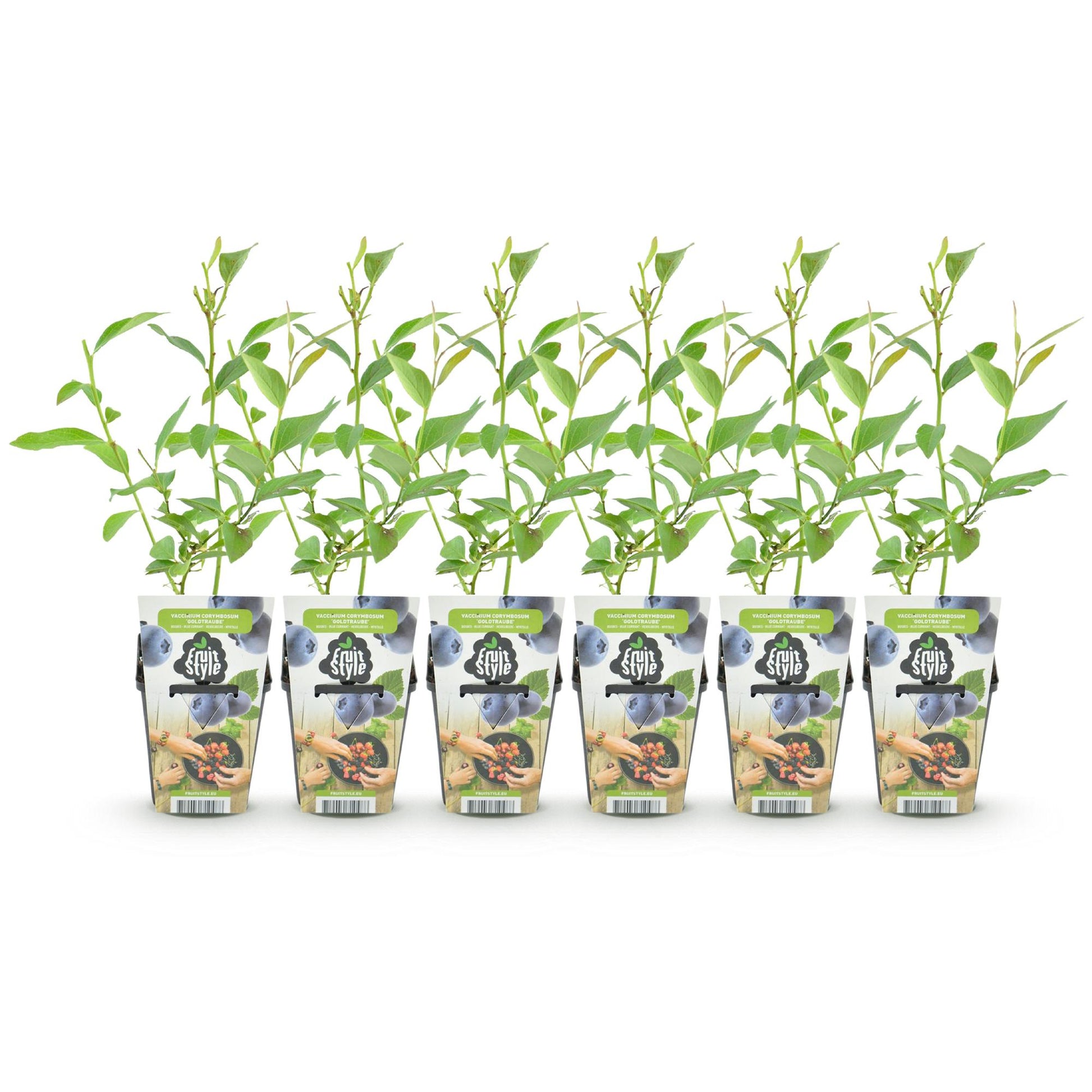 Bleuet Goldtraube. 6 jeunes plants de myrtillier ou bleuet Goldtraube en pot de 9cm, avec leurs tiges vertes et feuilles, alignés sur fond b