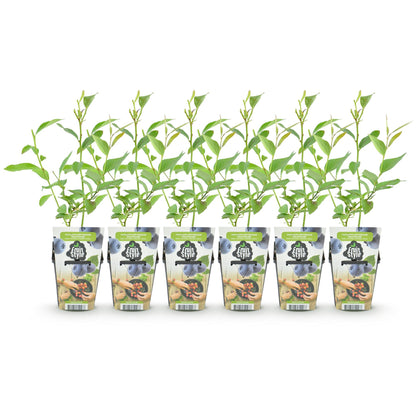 Bleuet Goldtraube. 6 jeunes plants de myrtillier ou bleuet Goldtraube en pot de 9cm, avec leurs tiges vertes et feuilles, alignés sur fond b