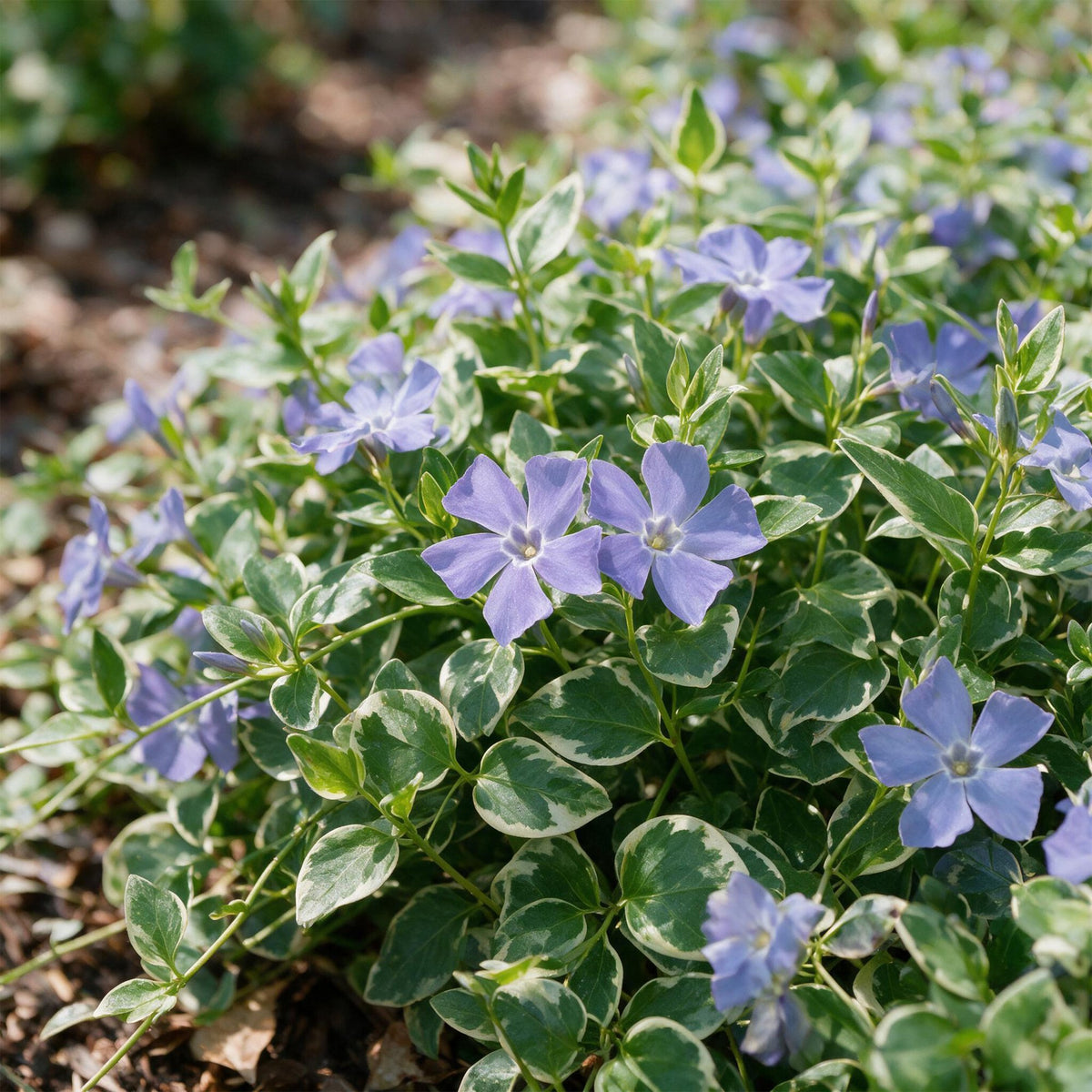 Grande pervenche 'Variegata' (Vinca major) en pot de 11 cm, feuillage panaché crème et fleur bleu violet