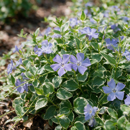 Grande pervenche 'Variegata' (Vinca major) en pot de 11 cm, feuillage panaché crème et fleur bleu violet