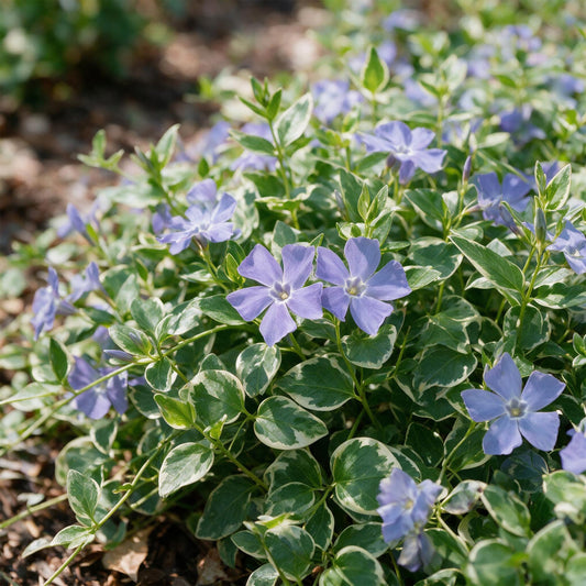 Grande pervenche 'Variegata' (Vinca major) en pot de 11 cm, feuillage panaché crème et fleur bleu violet