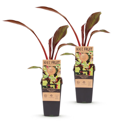 Musa ensete Maurelli : Deux bananiers décoratifs aux feuilles rouge-vert en pot de 15 cm sur fond blanc, hauteur 50 cm.