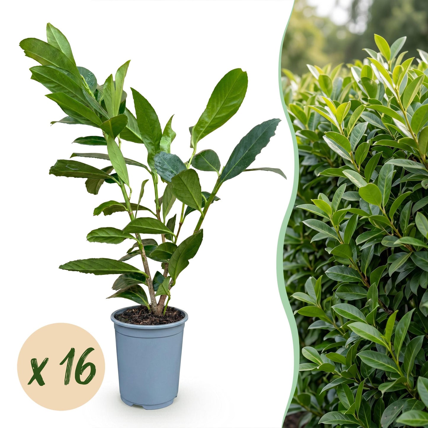 Prunus laur. Caucasica x16, plant de cerisier laurier persistant en pot, avec photo d'une haie luxuriante en arrière-plan.