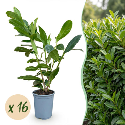Prunus laur. Caucasica x16, plant de cerisier laurier persistant en pot, avec photo d'une haie luxuriante en arrière-plan.