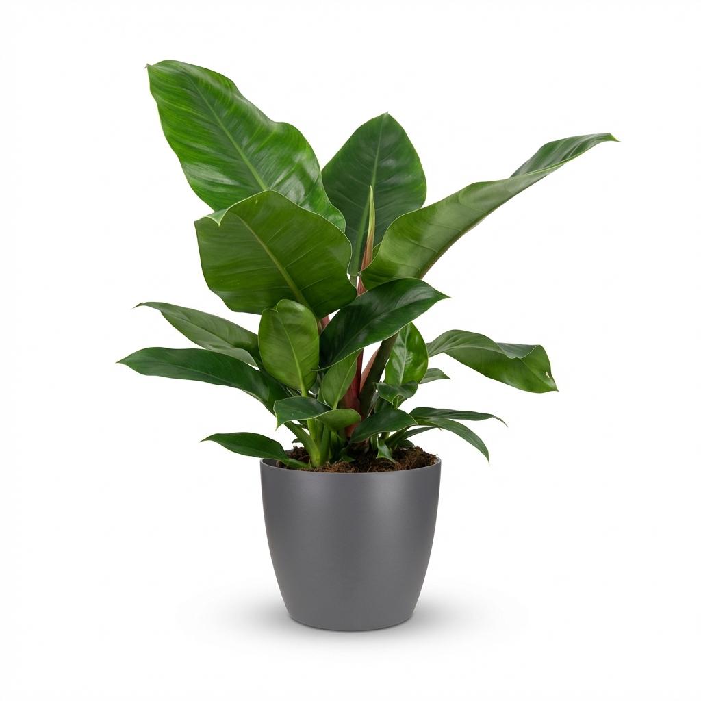 Plante d'intérieur - Philodendron - Philodendron Imperial Green - Vert - Entretien facile - 1 Plante - avec Potter Gris - Pot 19cm - Hauteur 65cm
