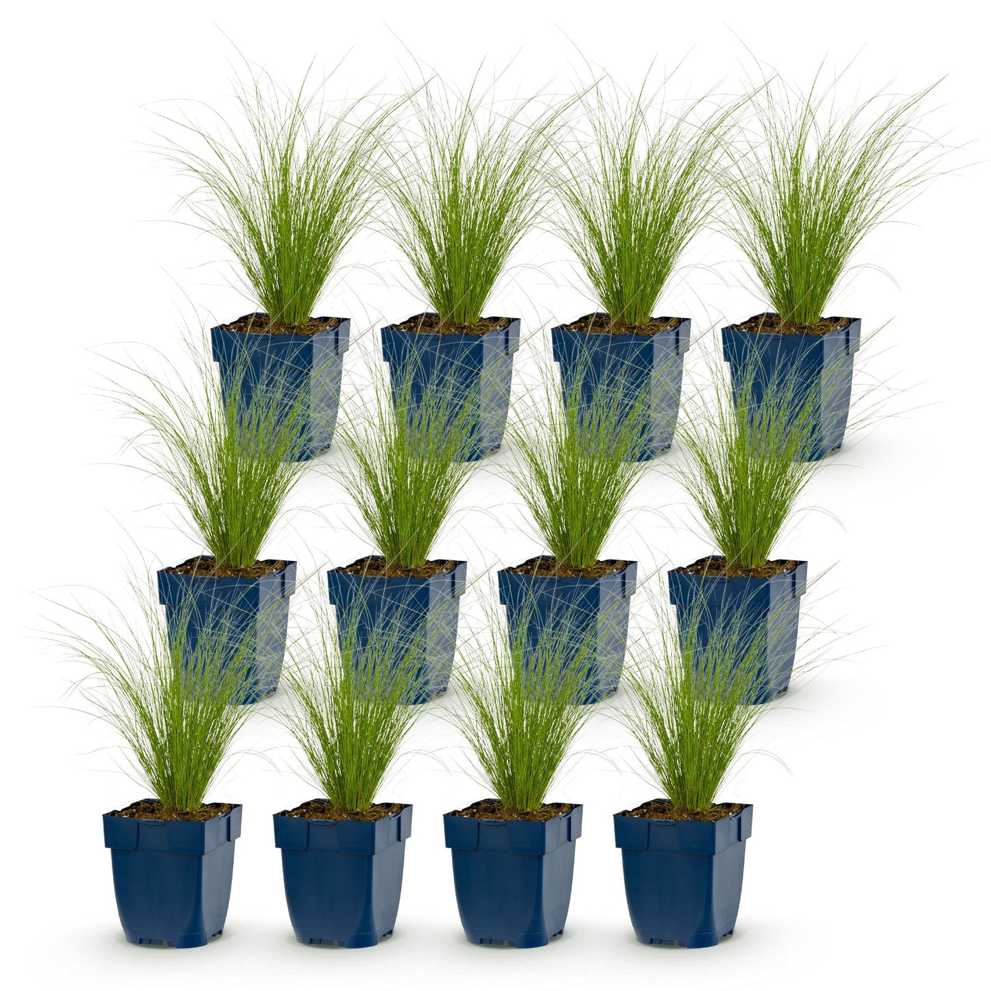 Stipa tenuissima Ponytails : lot de douze plants d'herbe à plumes en pots bleus, feuillage fin et vert clair, sur fond blanc.