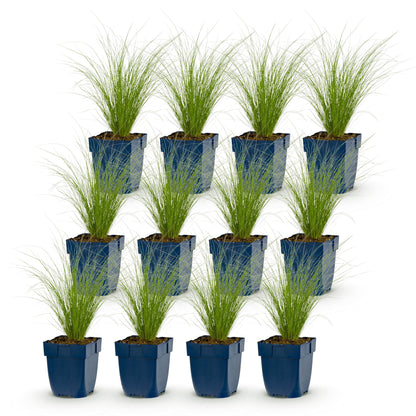 Stipa tenuissima Ponytails : lot de douze plants d'herbe à plumes en pots bleus, feuillage fin et vert clair, sur fond blanc.