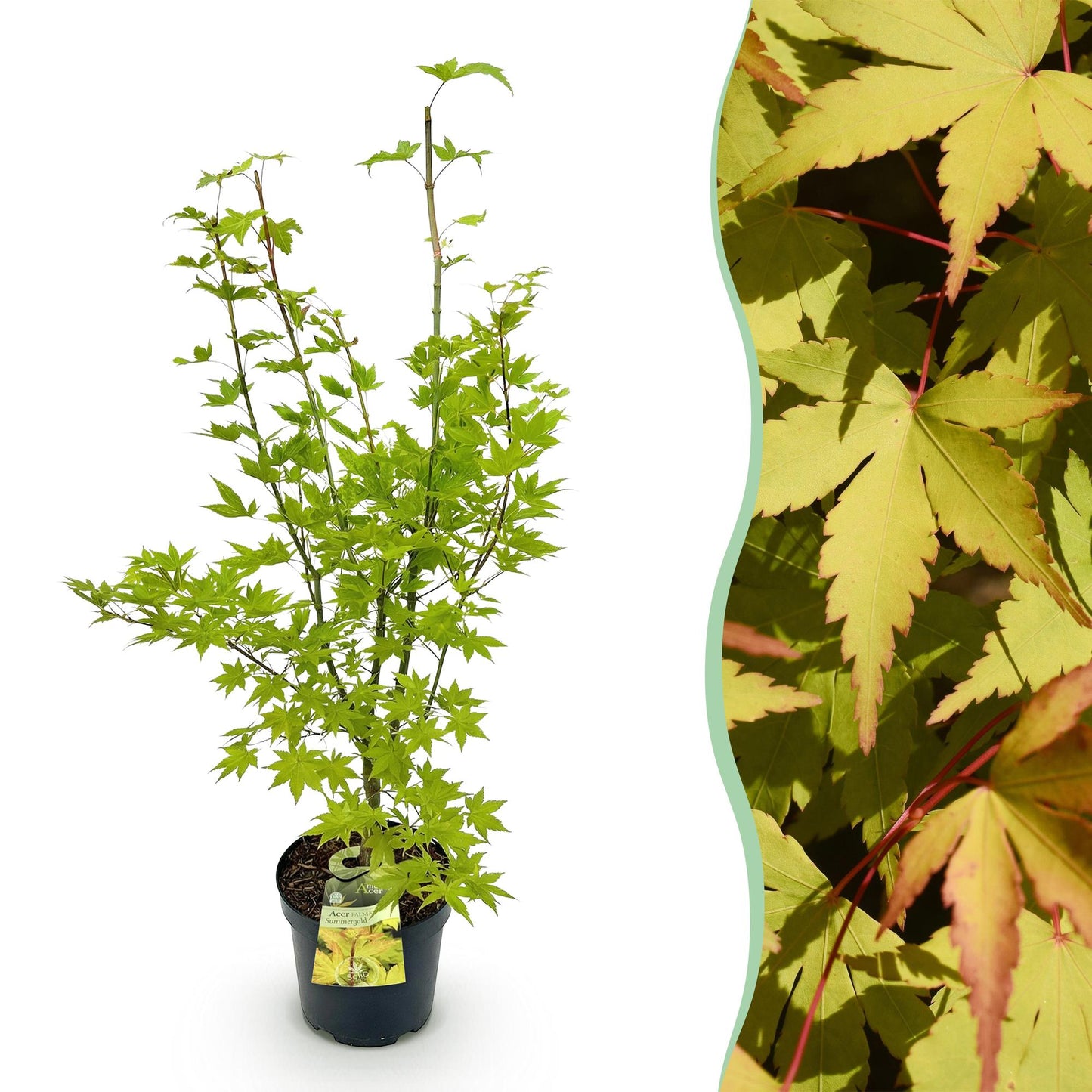 Acer palmatum Summergold : jeune érable japonais en pot avec un feuillage vert clair, accompagné d'un gros plan de ses feuilles colorées d'a