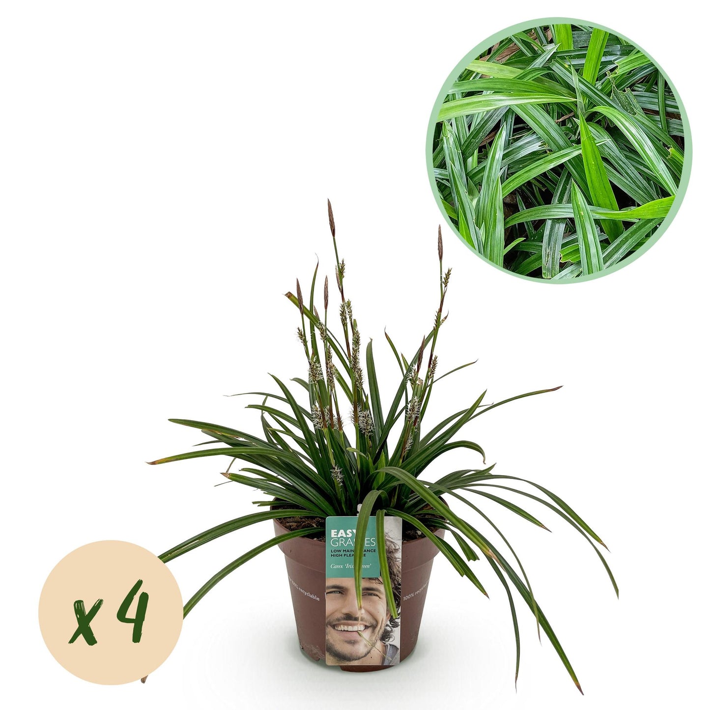 Carex morrowii Irish Green : lot de 4 plants en pot avec feuillage vert et jaune, sur fond blanc. Un cercle en haut à droite montre un gros 