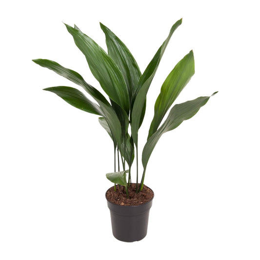 Aspidistra elatior en pot de 17 cm, hauteur 70 cm, photographié sur fond blanc