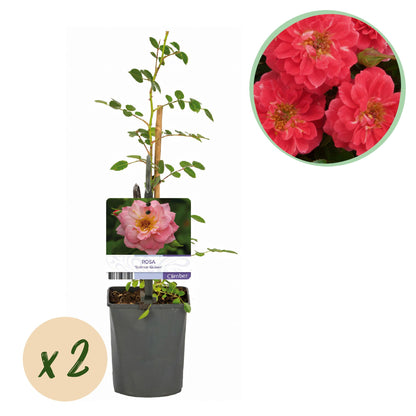Rosier grimpant Rosa Salmon Queen. Un jeune plant en pot avec tuteur et étiquette, et une bulle « x2 » pour le lot de 2 plants.