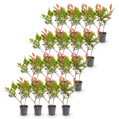 Photinia fraseri Little Red Robin en pot, présentés en diagonale sur fond blanc, avec leurs jeunes feuilles rouge vif.