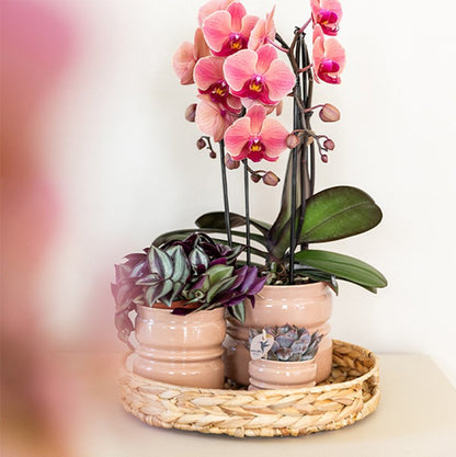 Orchidée Phalaenopsis 'Narbonne' rose saumon (Phalaenopsis) - Pot 12 cm