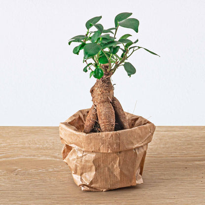 Recharge terrarium : Avec 5 plantes