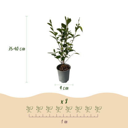 Ligustre commun : Schéma avec un plant en pot, indiquant une hauteur de 35-40 cm, un pot de 9 cm et l'espacement de plantation de 8 plants s