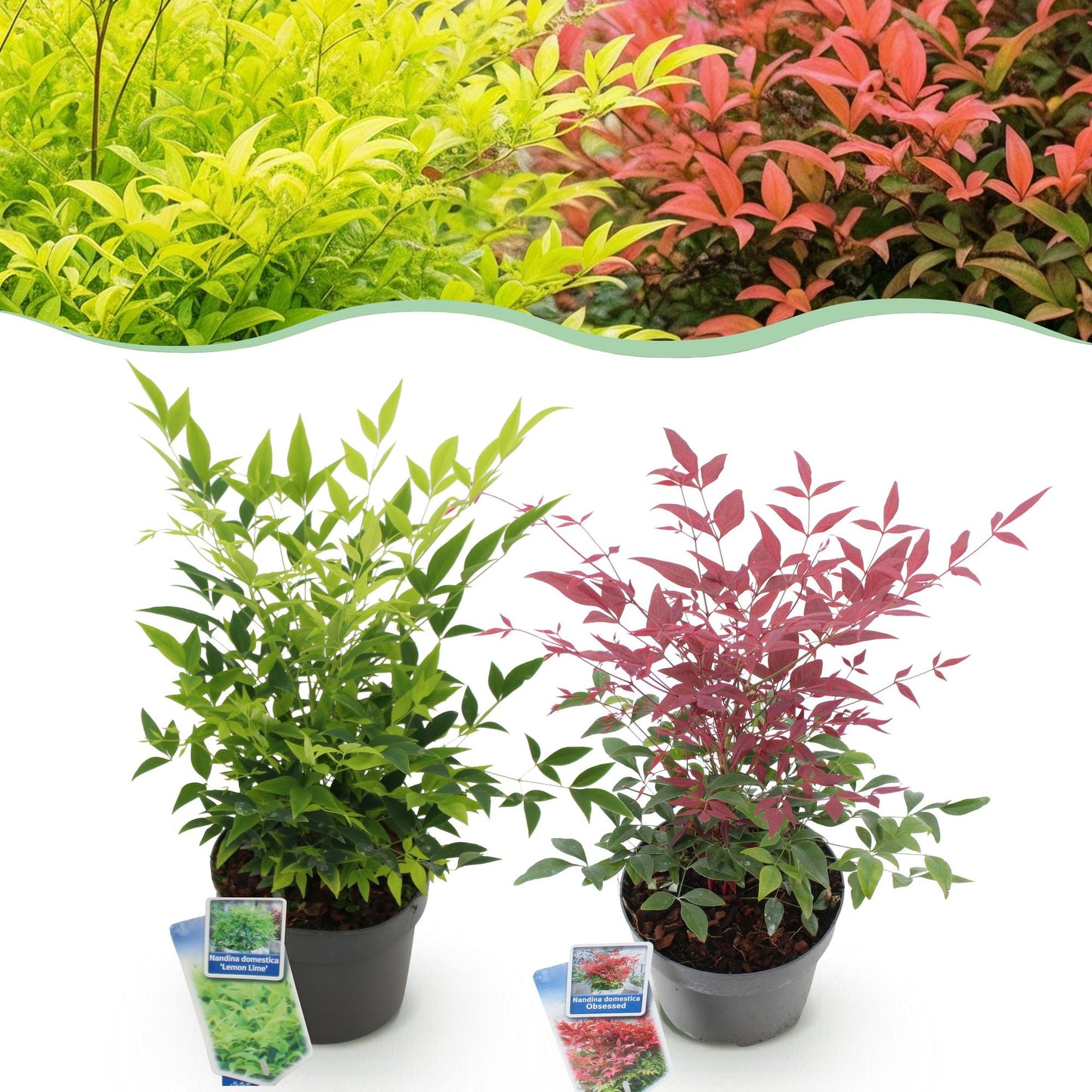 Nandina domestica 'Lemon Lime' et 'Obsessed', deux jeunes plants en pot sur fond blanc, avec un aperçu de leur feuillage mature en haut : ja
