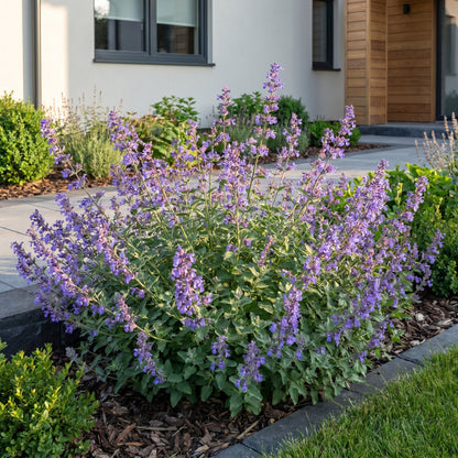 Nepeta faassenii 'Six Hills Giant' en pleine floraison avec ses fleurs lavande, s'épanouissant dans une allée de jardin moderne.
