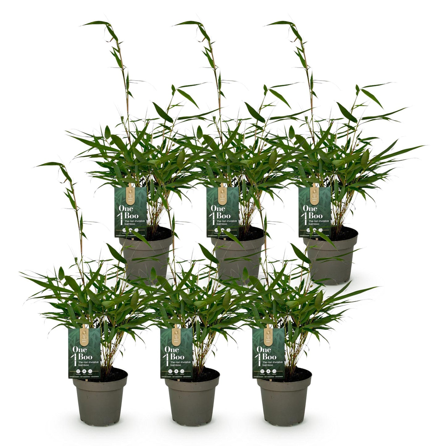 Fargesia robusta Pingwu. Lot de six jeunes bambous non traçants en pots gris sur fond blanc. Le feuillage est vert vif et dense.