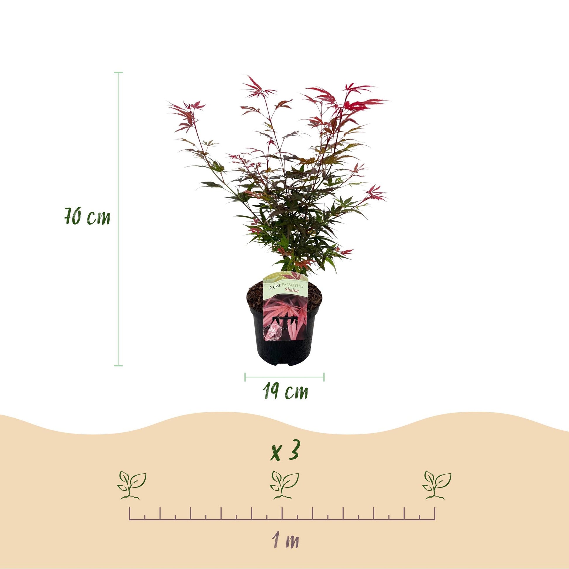 Érable japonais Acer palmatum Shaina en pot, hauteur 70 cm, diamètre 19 cm, et espacement de plantation suggéré avec « x 3 » et « 1 m ».