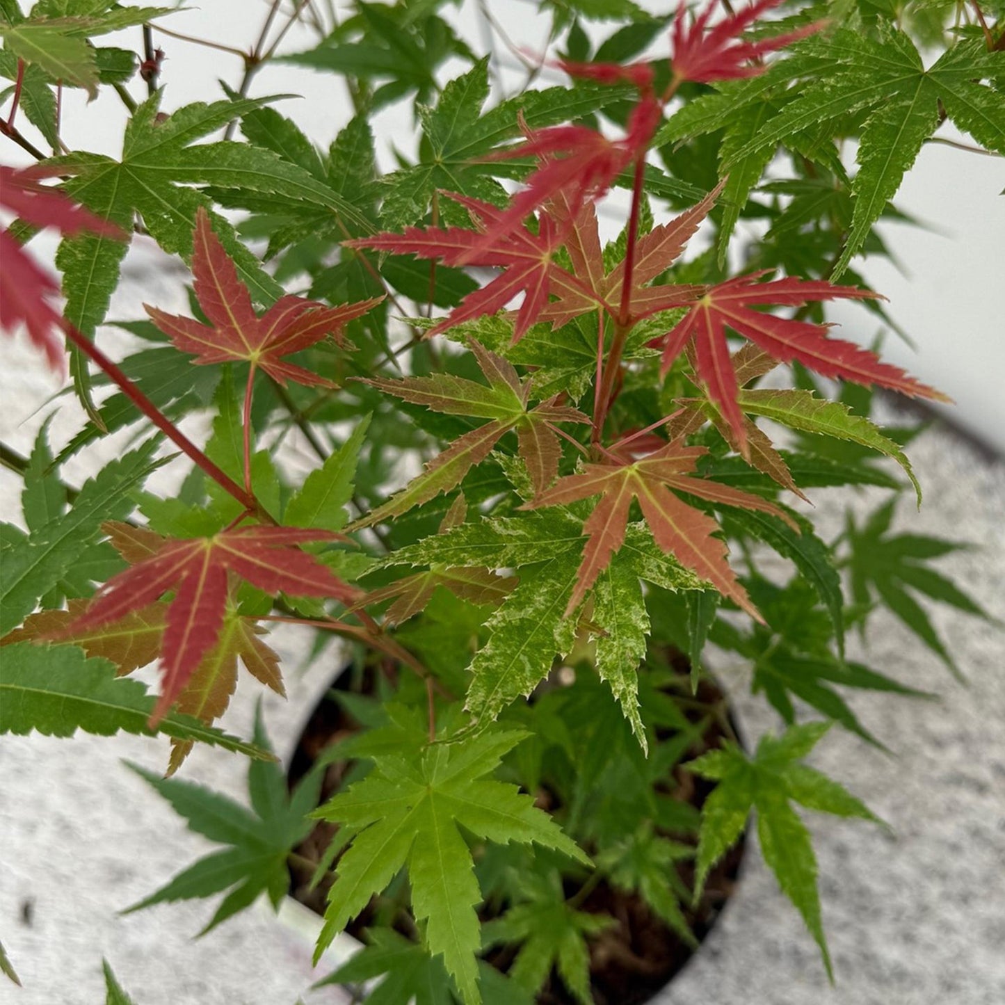 Erable du Japon Acer palmatum Phoenix, gros plan sur le feuillage panaché de vert et de rouge orangé, au printemps.