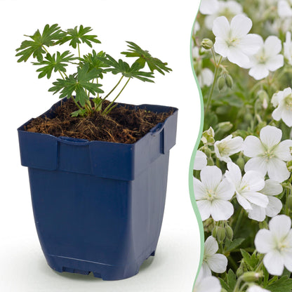 Géranium sanguin 'Album' en pot de 11 cm et détail des fleurs blanches