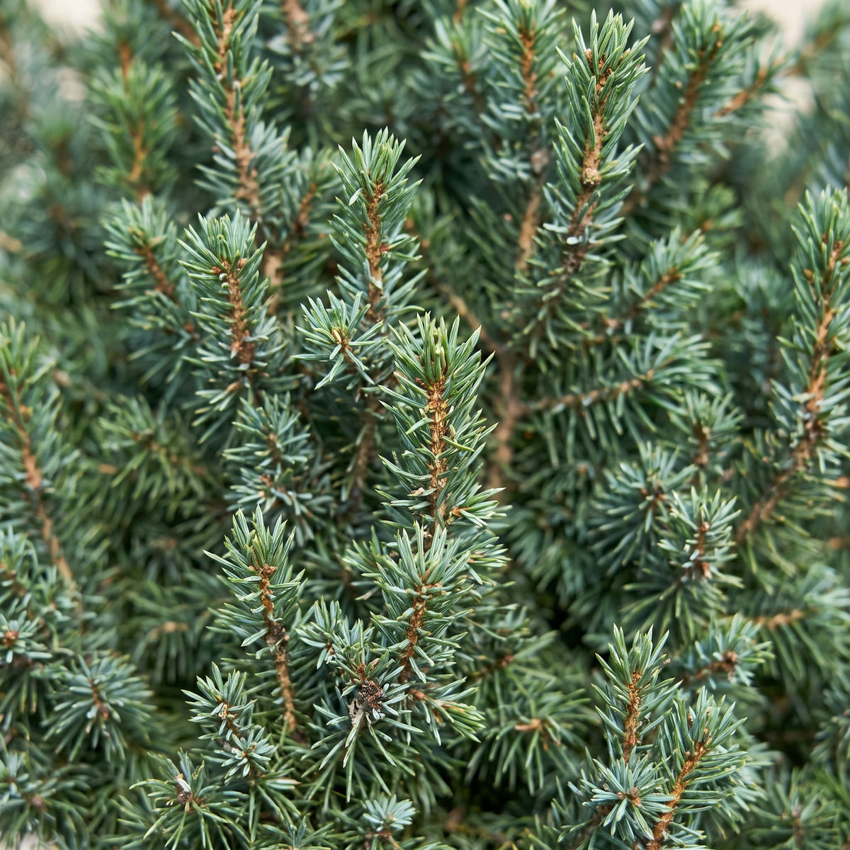 Gros plan sur les aiguilles : Épicéa 'Sander's Blue' (Picea glauca 'Sander's Blue')